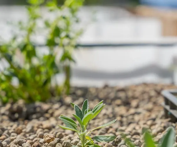 Solar Dos Reis By An Island * Ribeira Brava
